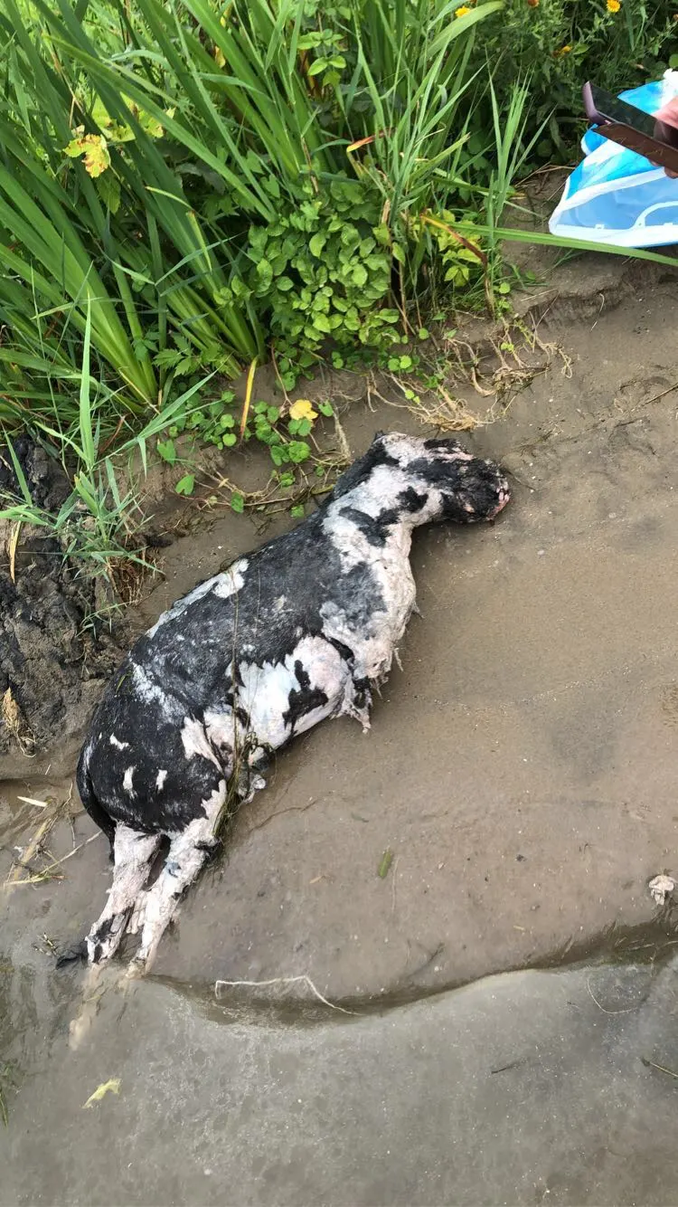 Esmee (16) doet lugubere vondst tijdens dagje varen: 'De hond had geen voorpoten meer'