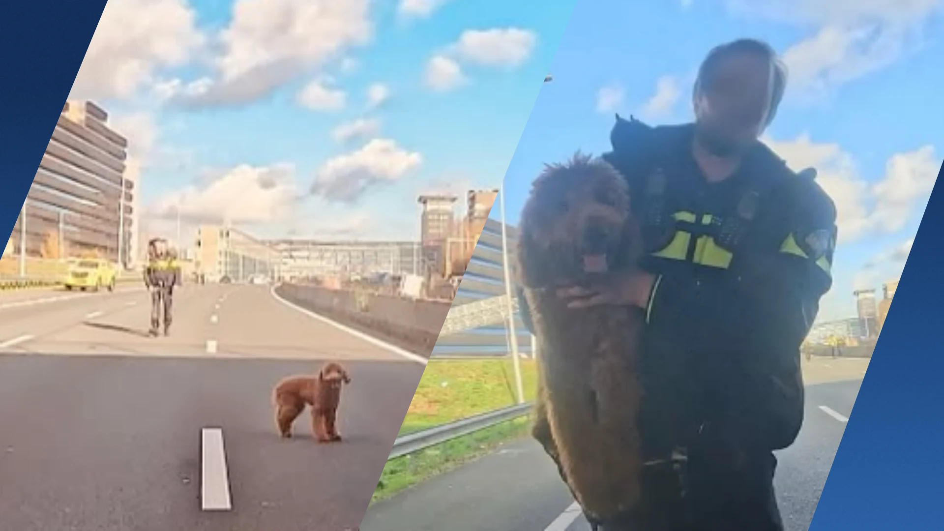 Politiehonden Barras en Buddy halen loslopende labradoodle van A10