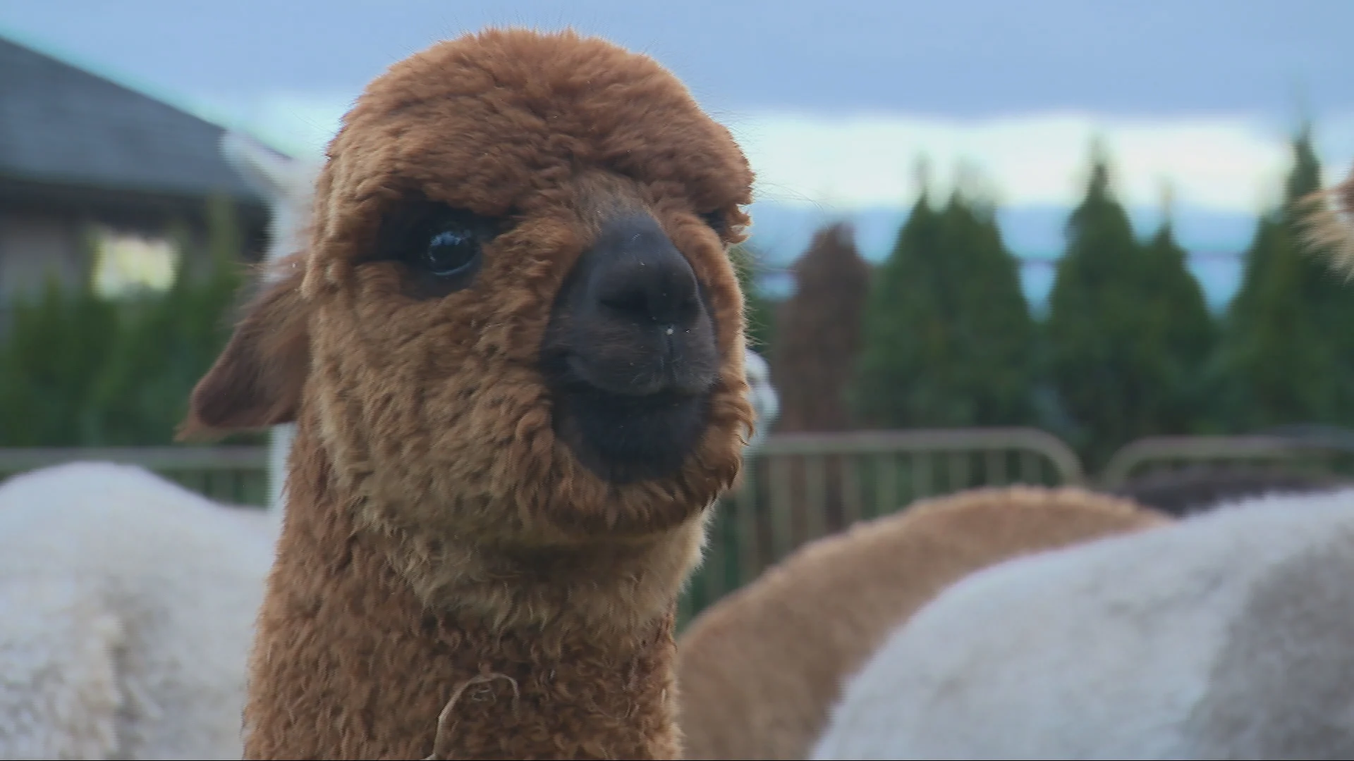 Wolf slaat toe bij alpaca's, hobbyhouders stoppen ermee: 'Het is niet leuk meer'