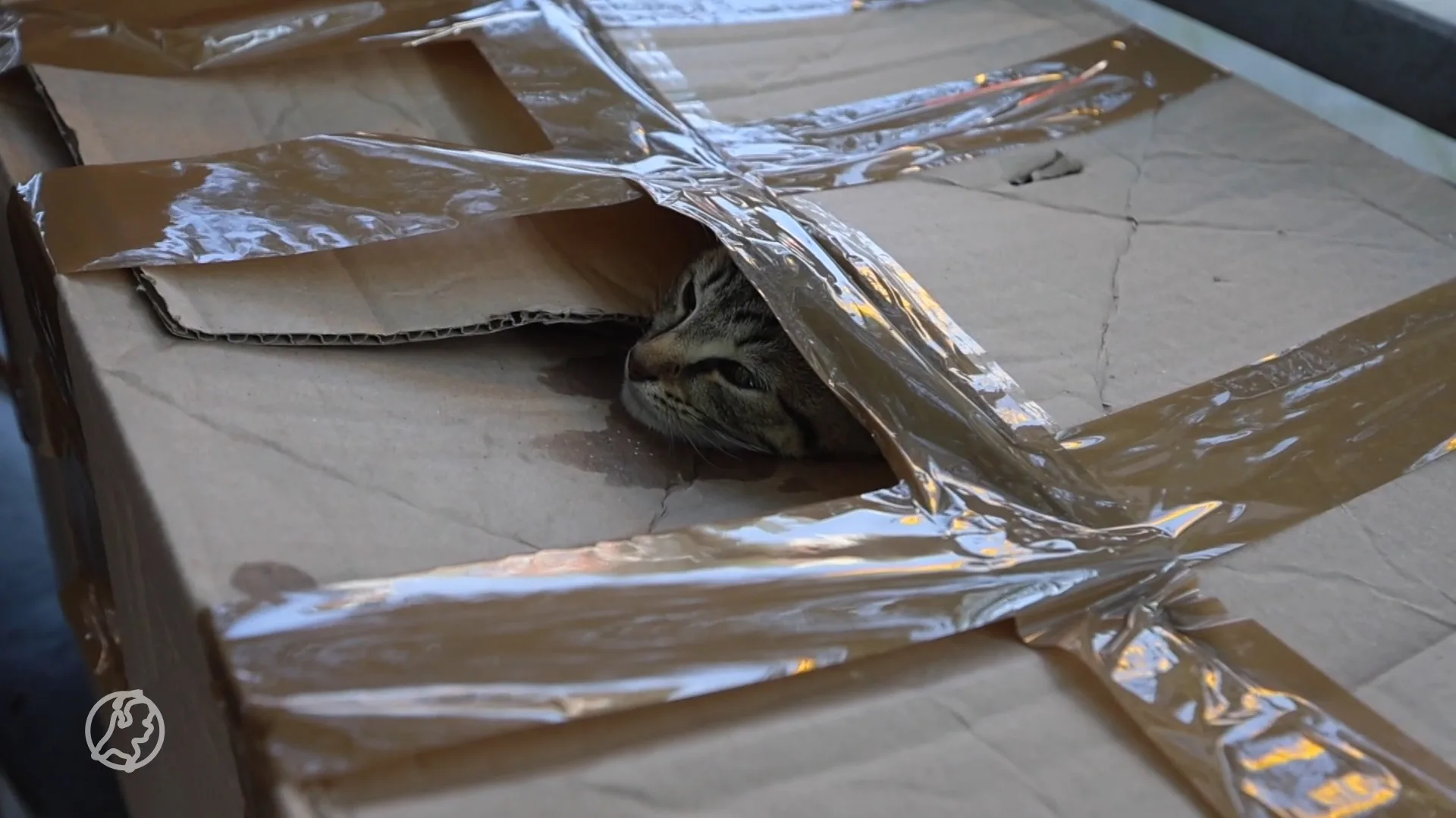 Vier magere kittens gedumpt in dichtgetapete doos in Den Haag