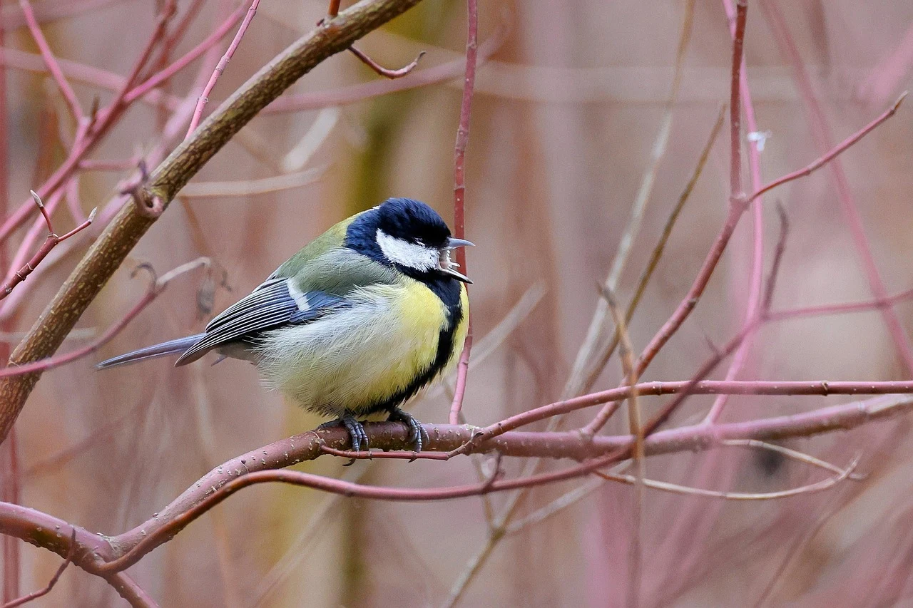 Verrassing bij tuinvogeltelling: deze vogel is het meest gezien
