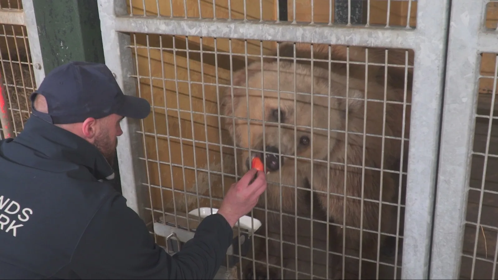 Beren uit oorlogsgebied Oekraïne veilig in Ouwehands Dierenpark