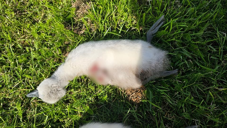 Zielig! Zwaantjes doodgebeten door hond