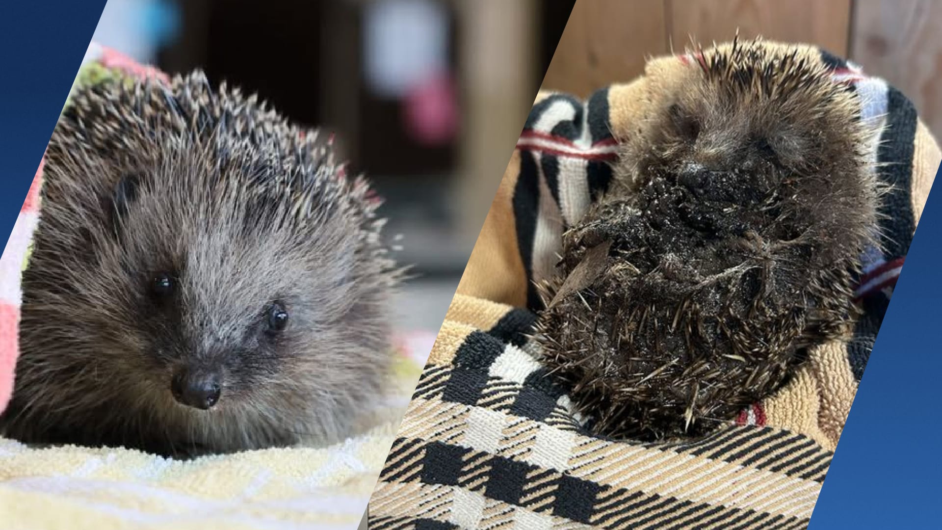 Egels ernstig gewond door lijmplanken, opvang waarschuwt