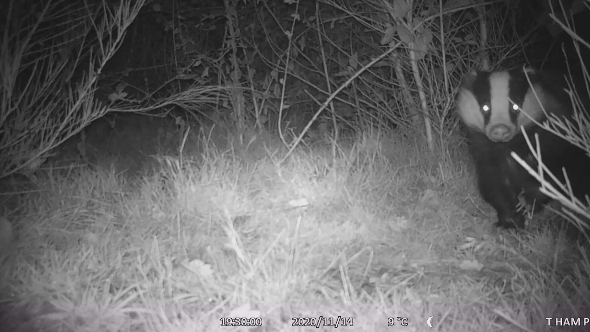 Jonge dassen verwijderd uit Roermond, woningbouw kan van start