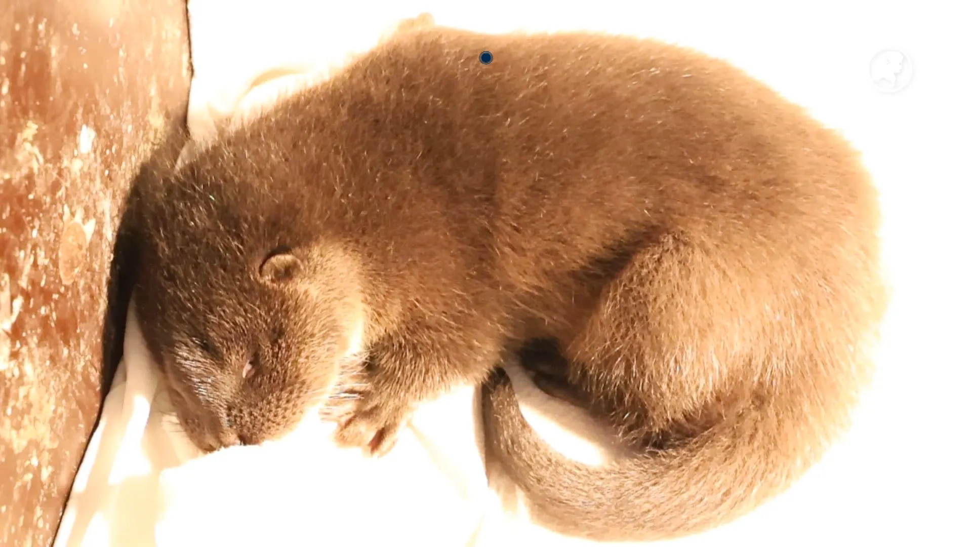 Zeer jonge otter gevonden in Friesland