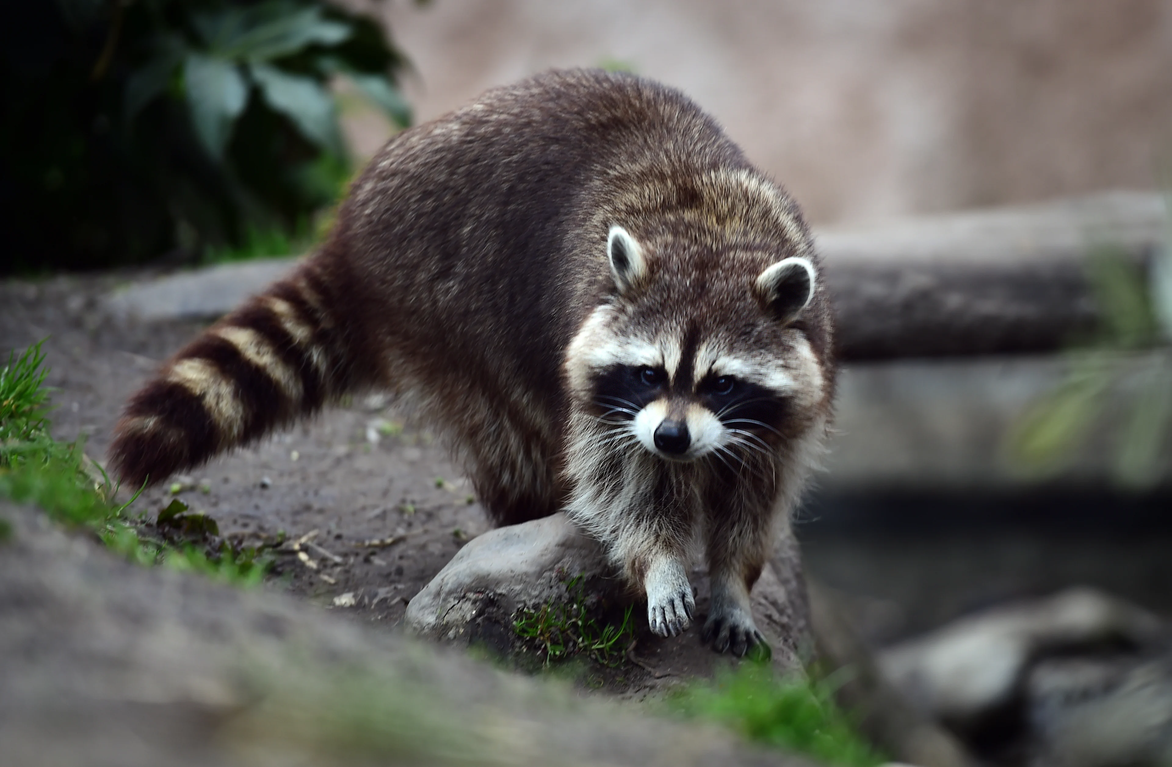 Groot raadsel in Wildlands Emmen: waar zijn de wasberen gebleven?