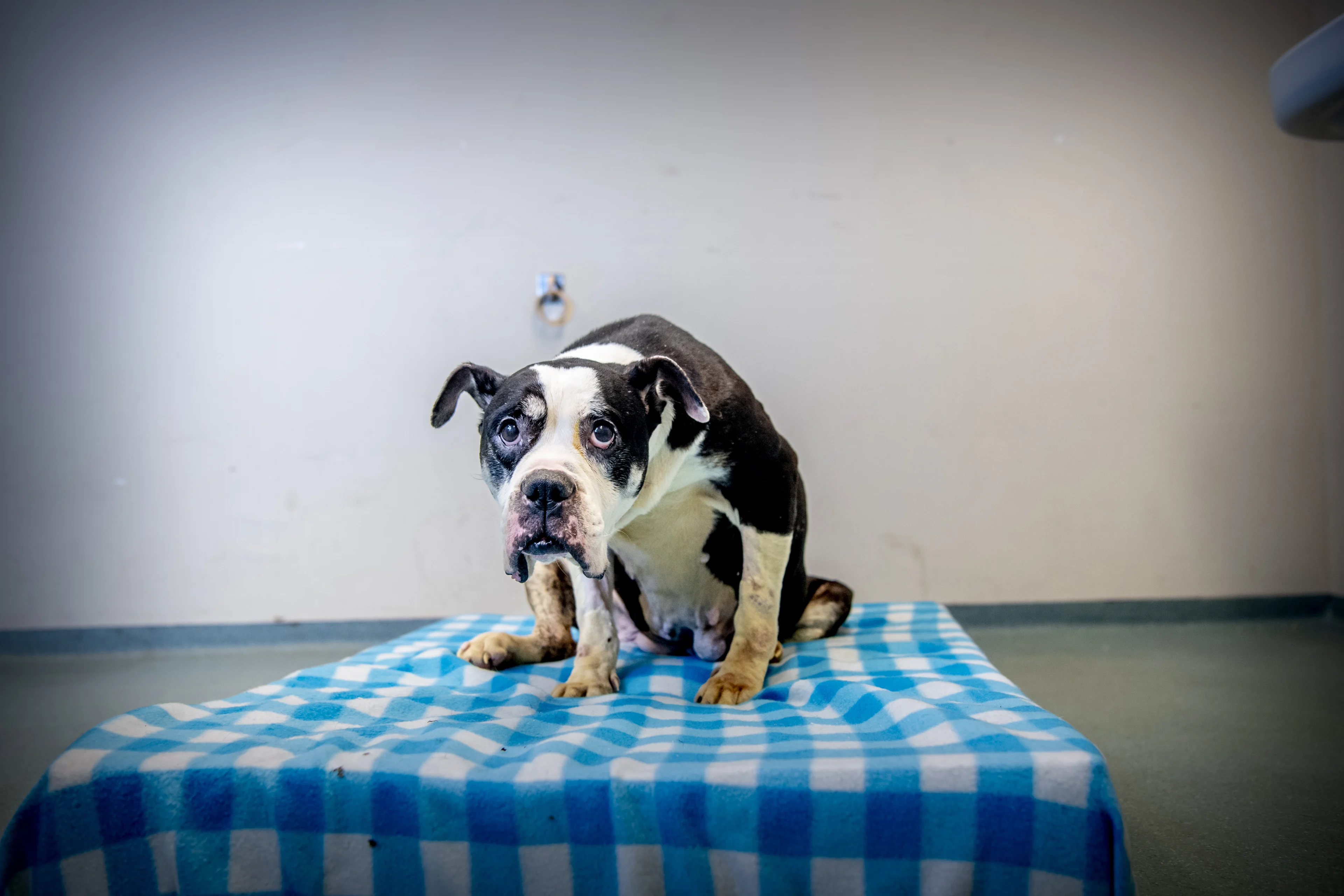 Zeven keer meer honden in beslag genomen om verwaarlozing dan voor corona