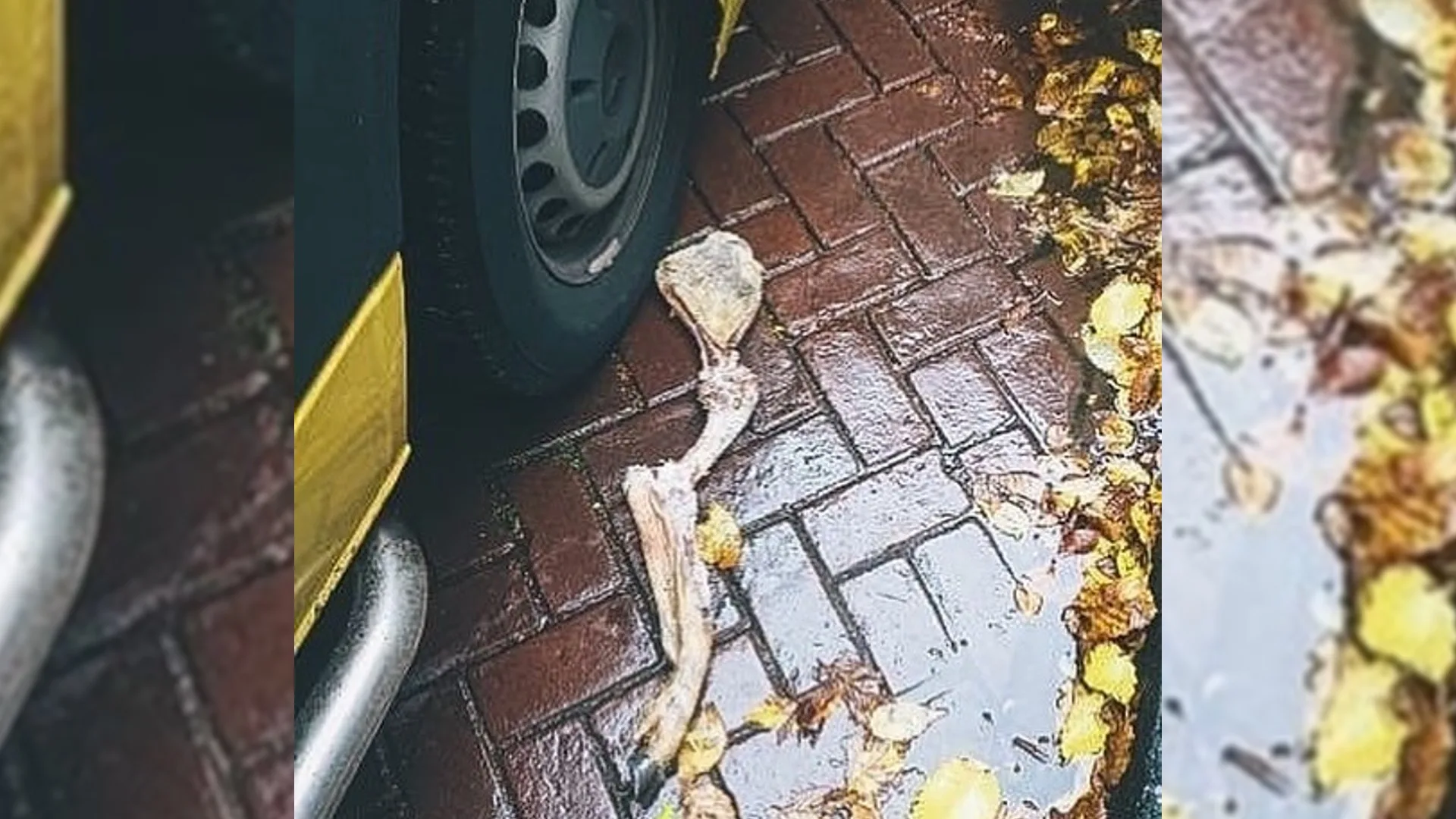 Na gevild damhert ook hertenpoot gevonden in Amsterdam