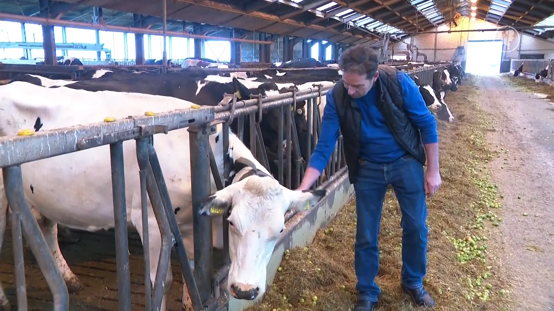 De koeien van André zijn ziek door zwerfstroom: 'Het lijkt hier wel vervloekt'
