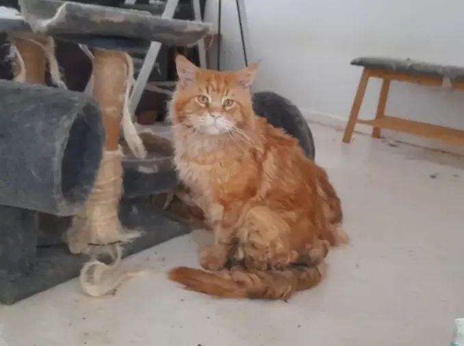 Meer meldingen over verwaarloosde dieren: 'Vooral veel honden en katten'