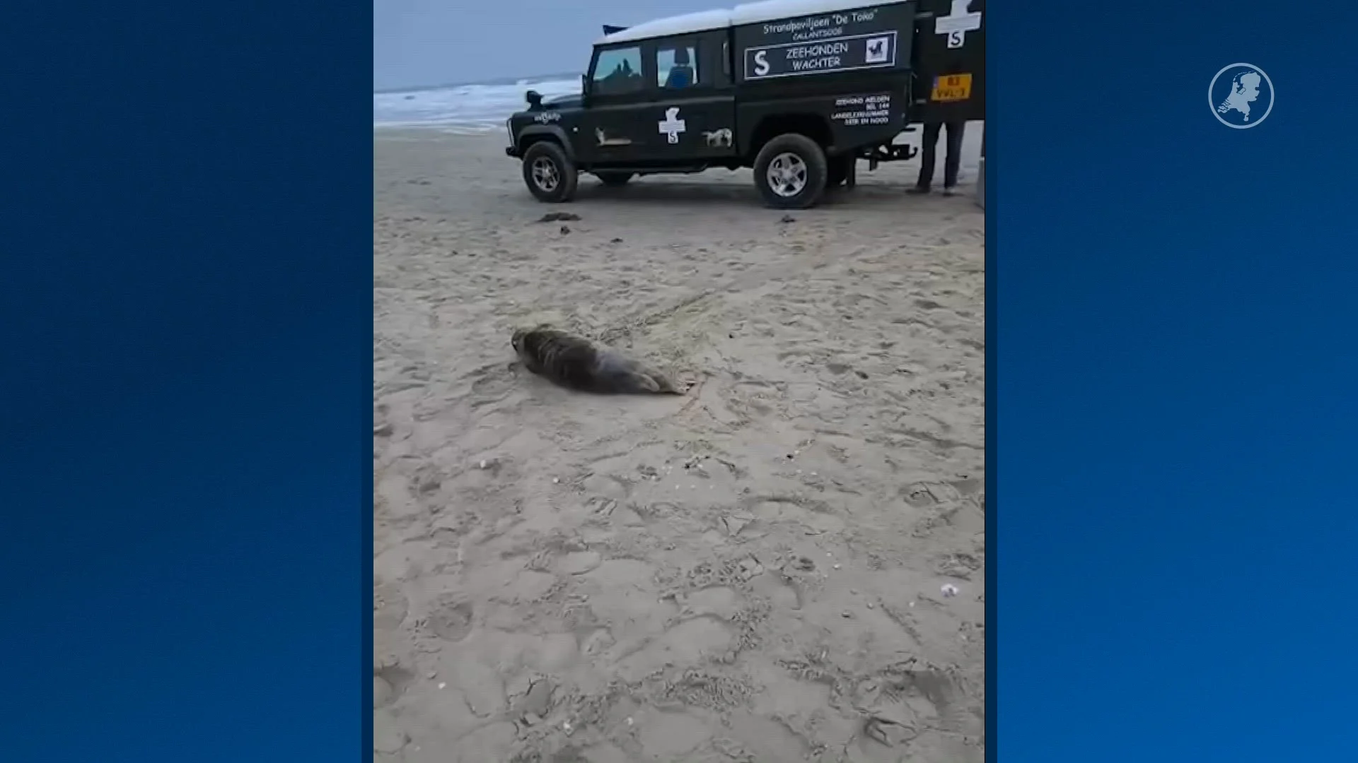 Zeehond met diepe nekwond gered in Callantsoog