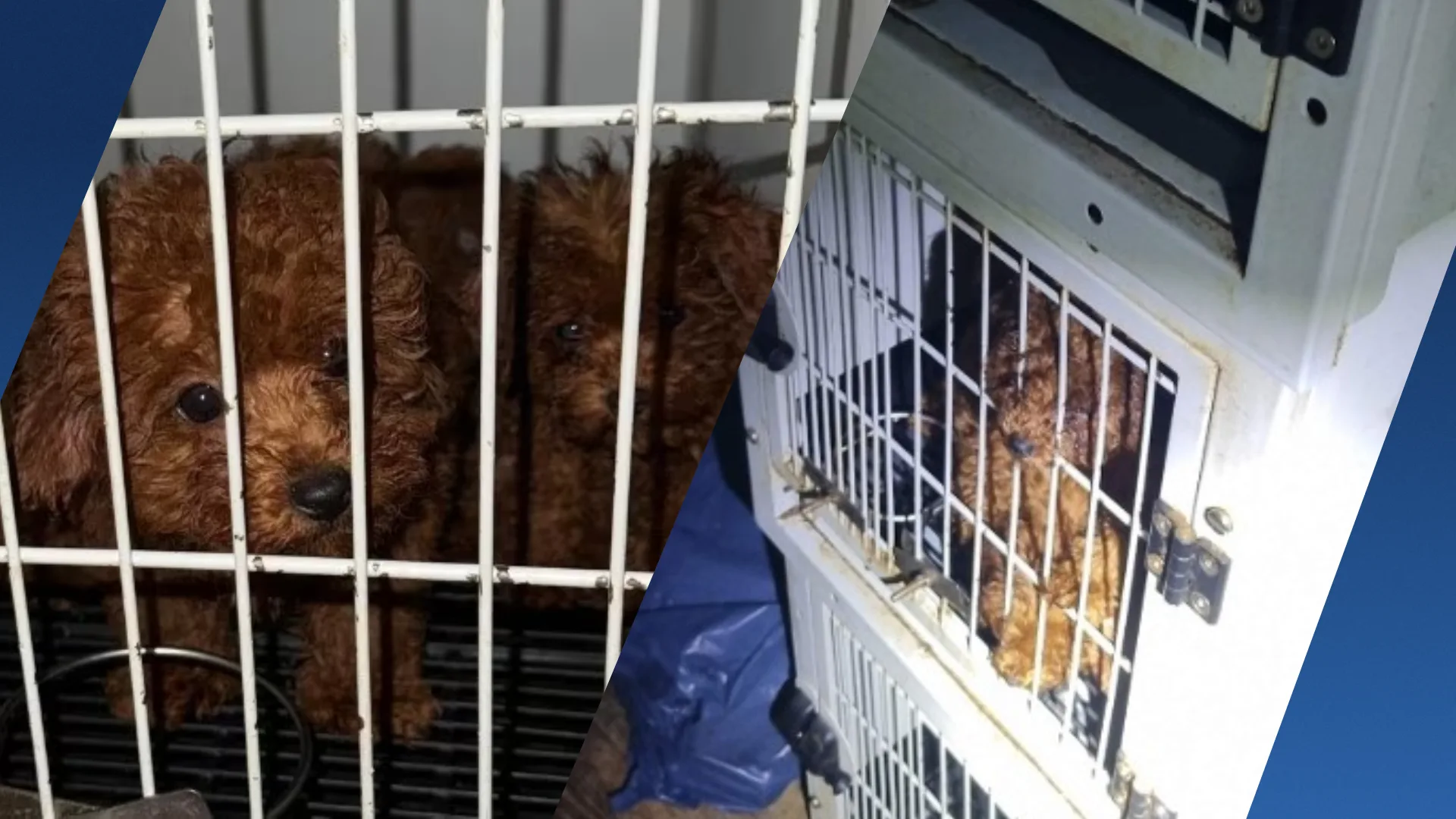 23 verwaarloosde hondjes aangetroffen in zwaar vervuilde woning Amsterdam