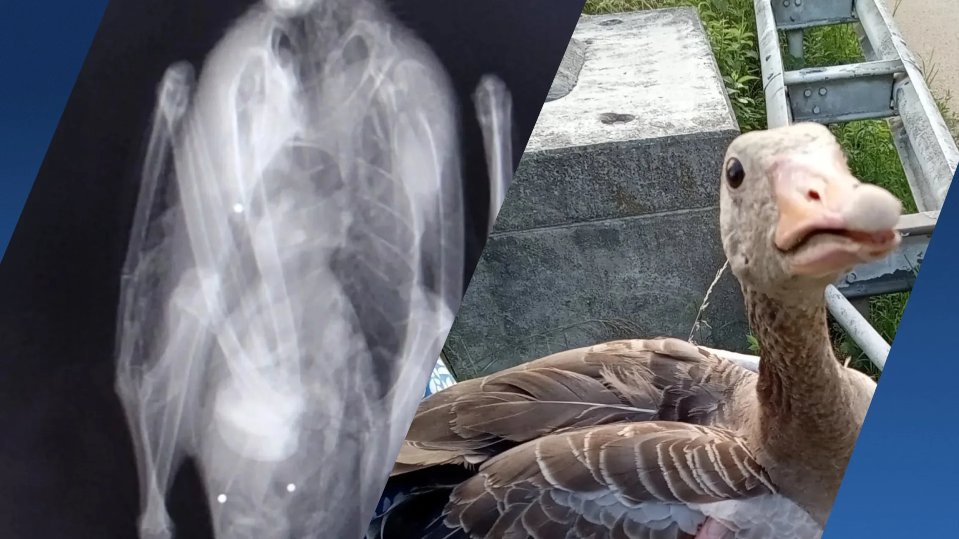 Voorbijgangers zien gans uit de lucht vallen: neergeschoten in Limburgse Thorn