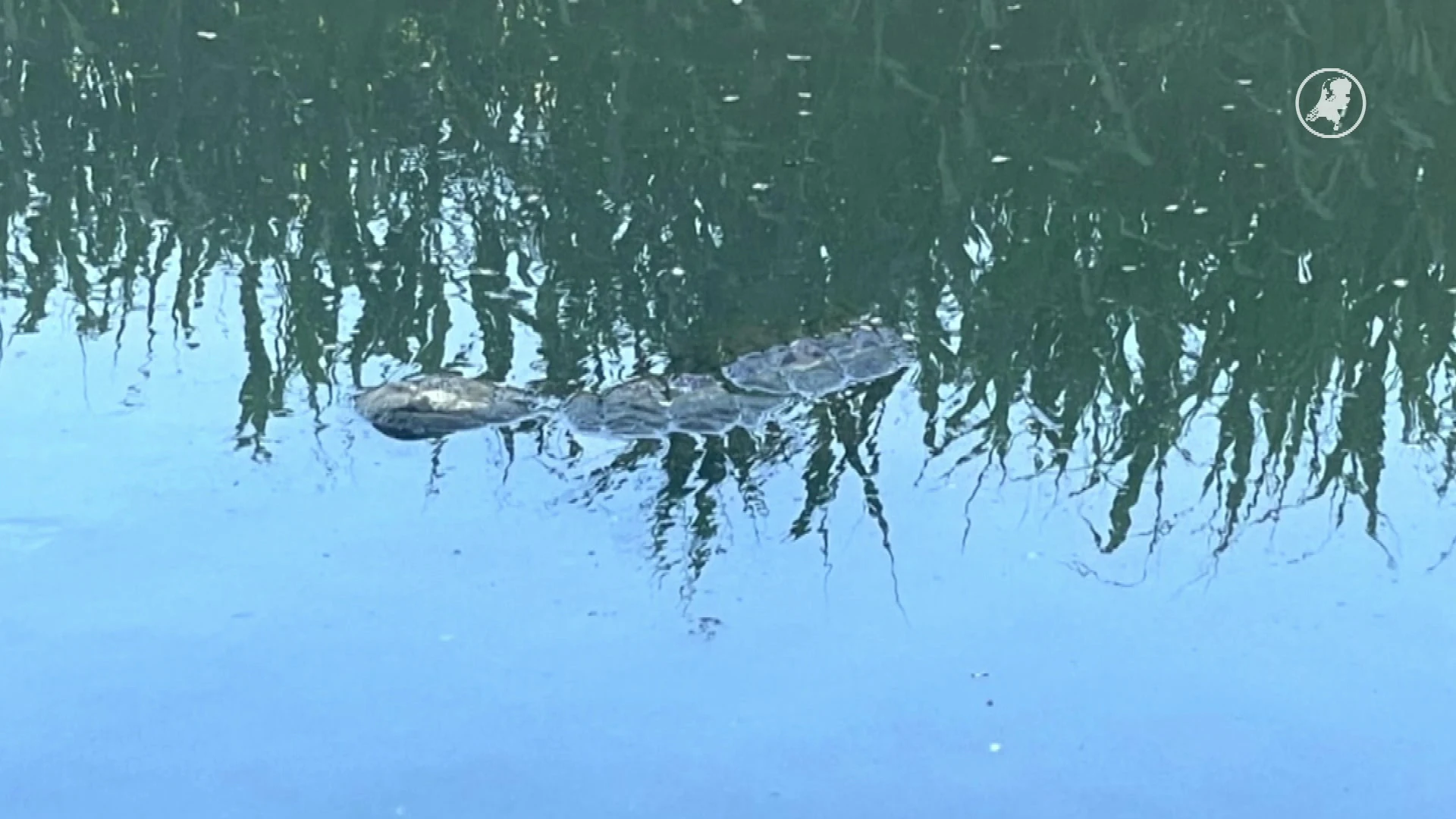 ‘Krokodil’ zorgt voor paniek in Schiedam, hulpdiensten ontdekken iets heel anders