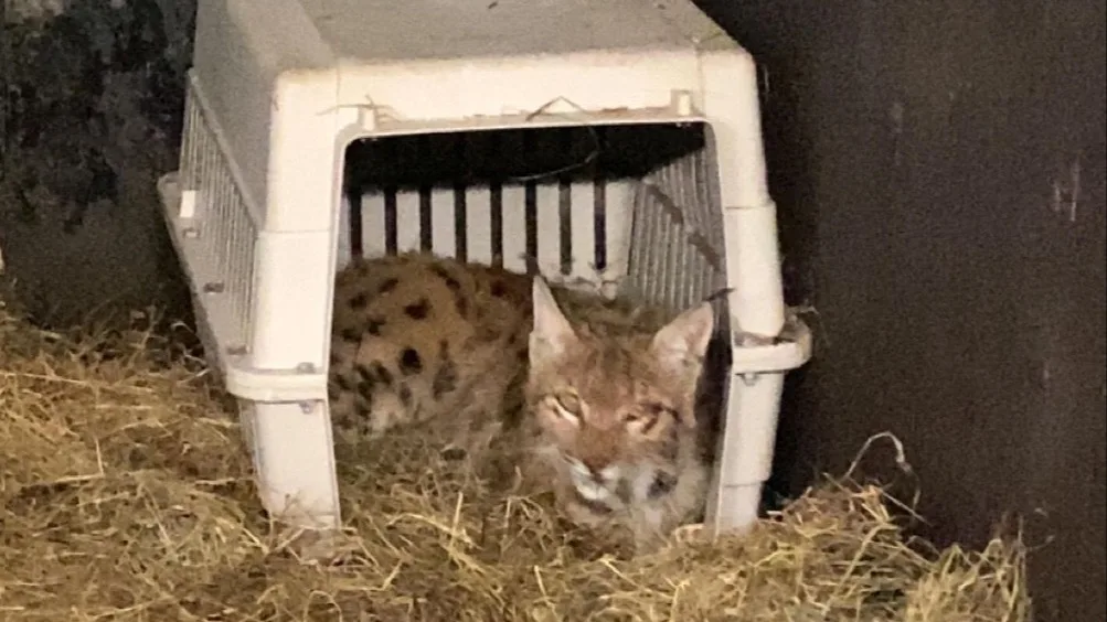 Ontsnapte lynx uit Eindhoven na dagen weer gevangen
