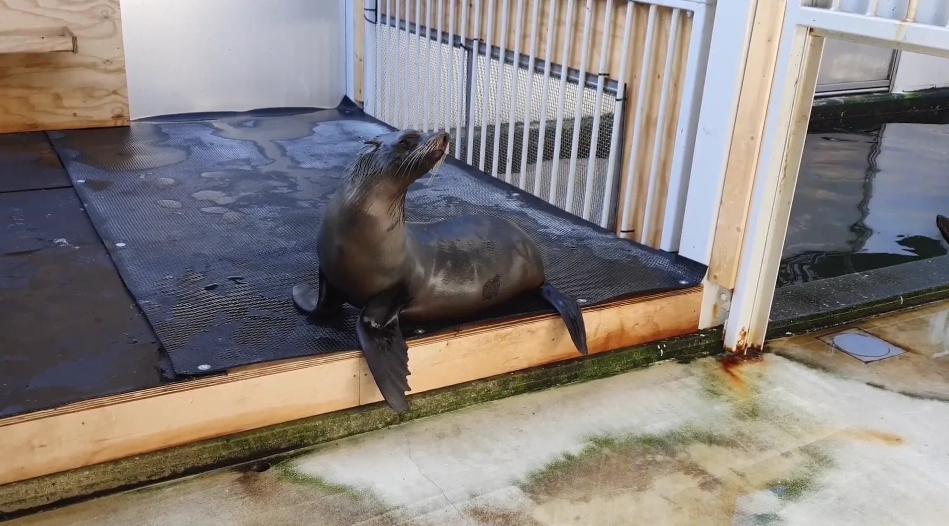 Pelsrobpup doodgeboren in Wildlands: 'Het is heel verdrietig'