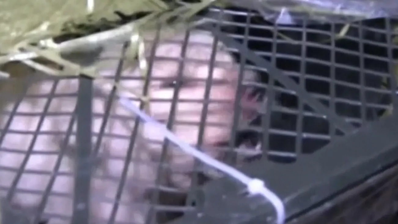 160 puppy's en kittens in volgepropte dozen gevonden: 'Doe dit absoluut niet'