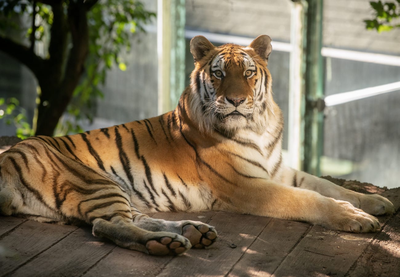 Na 10 jaar in kooi: verwaarloosde tijger komt aan bij opvang Friesland