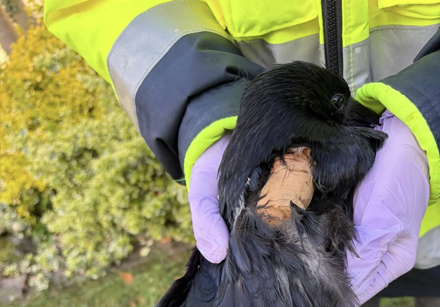 Kraai met geamputeerde vleugel gevonden in Sprang-Capelle: 'Onnodig en wreed'
