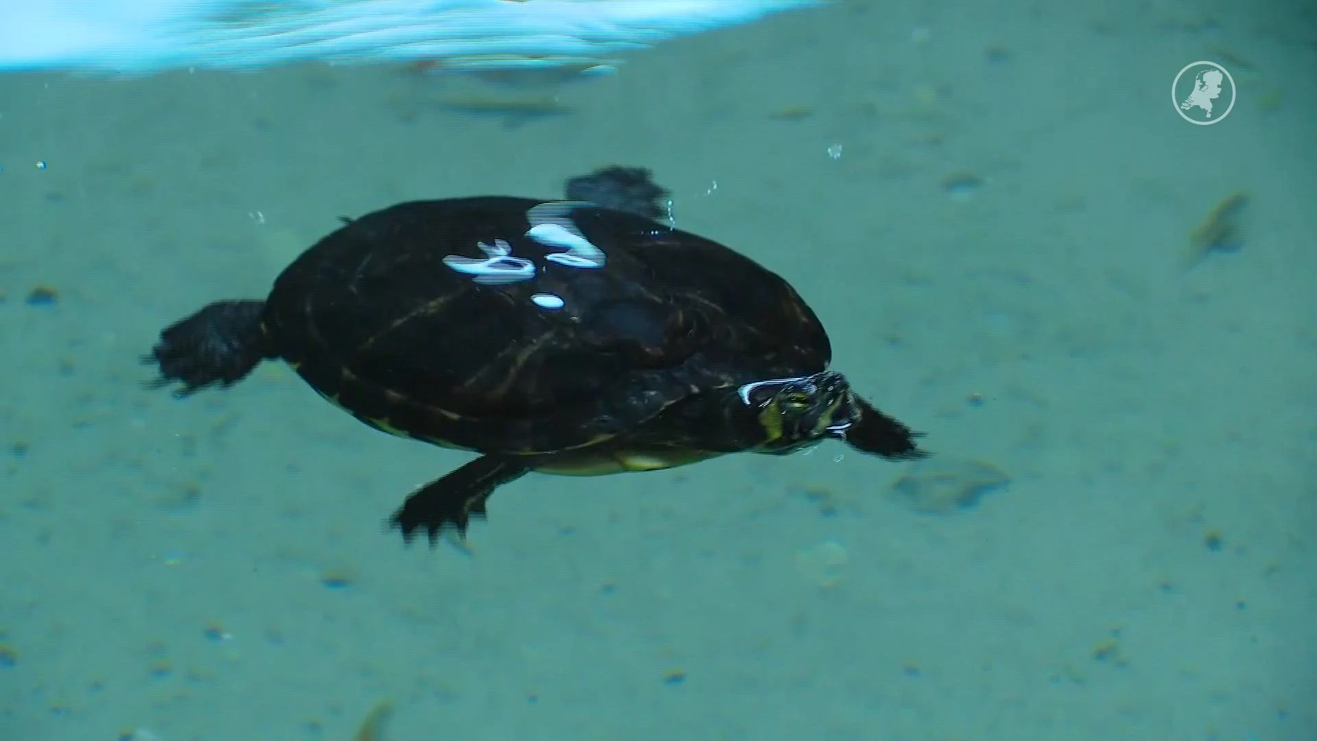 Te veel schildpadden, te weinig plek: opvang Harkema zit bomvol