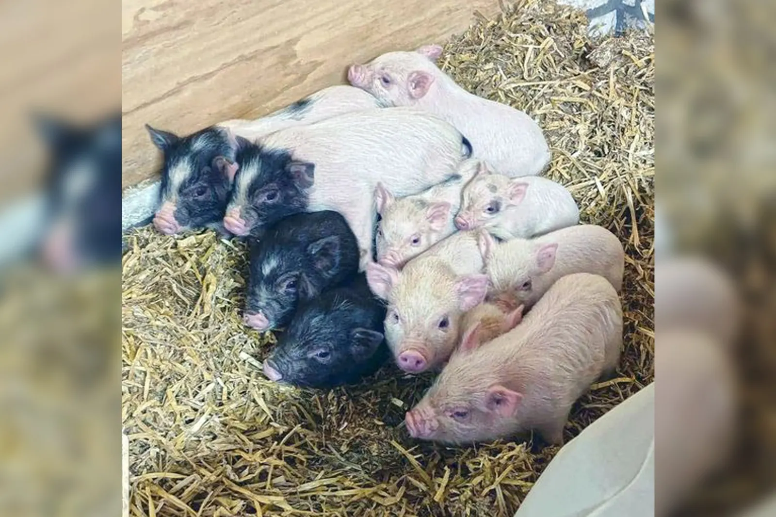 Elf biggetjes moederziel alleen in dozen achtergelaten in park