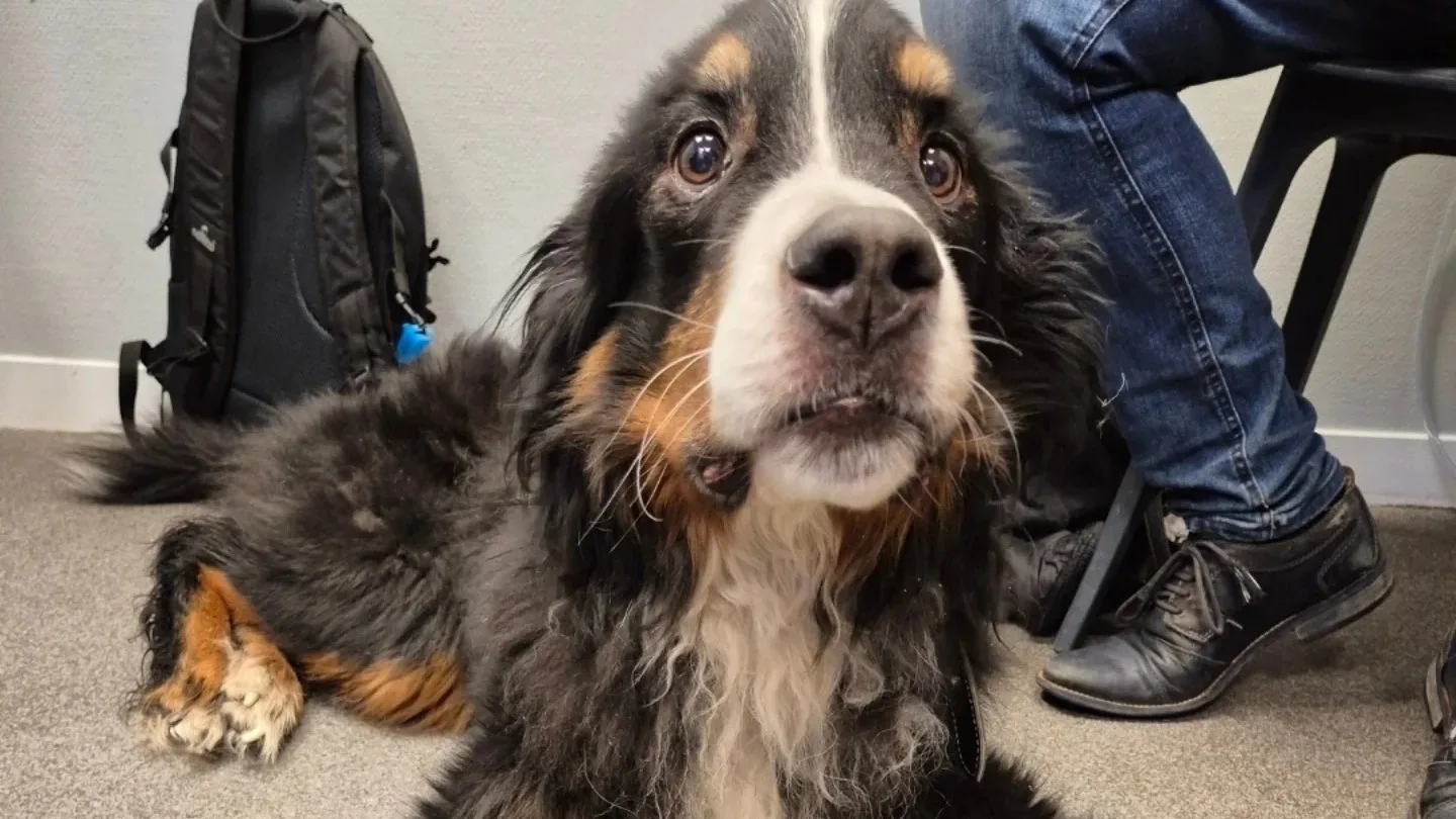 Dierenpolitie neemt extreem uitgehongerde hond in beslag