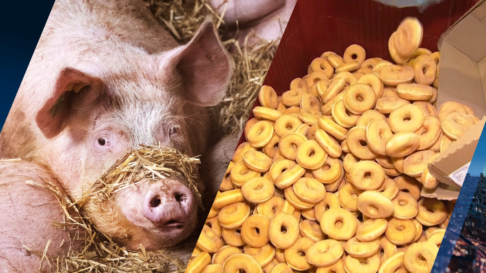Feestmaaltje voor varkens: misvormde speculaas, snoep en donuts vermalen tot voer 