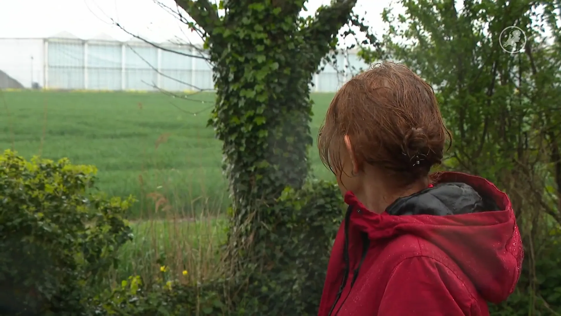 Wietfabriek in de polder zorgt voor hoofdpijn, zieke paarden en dichtgegooide ramen