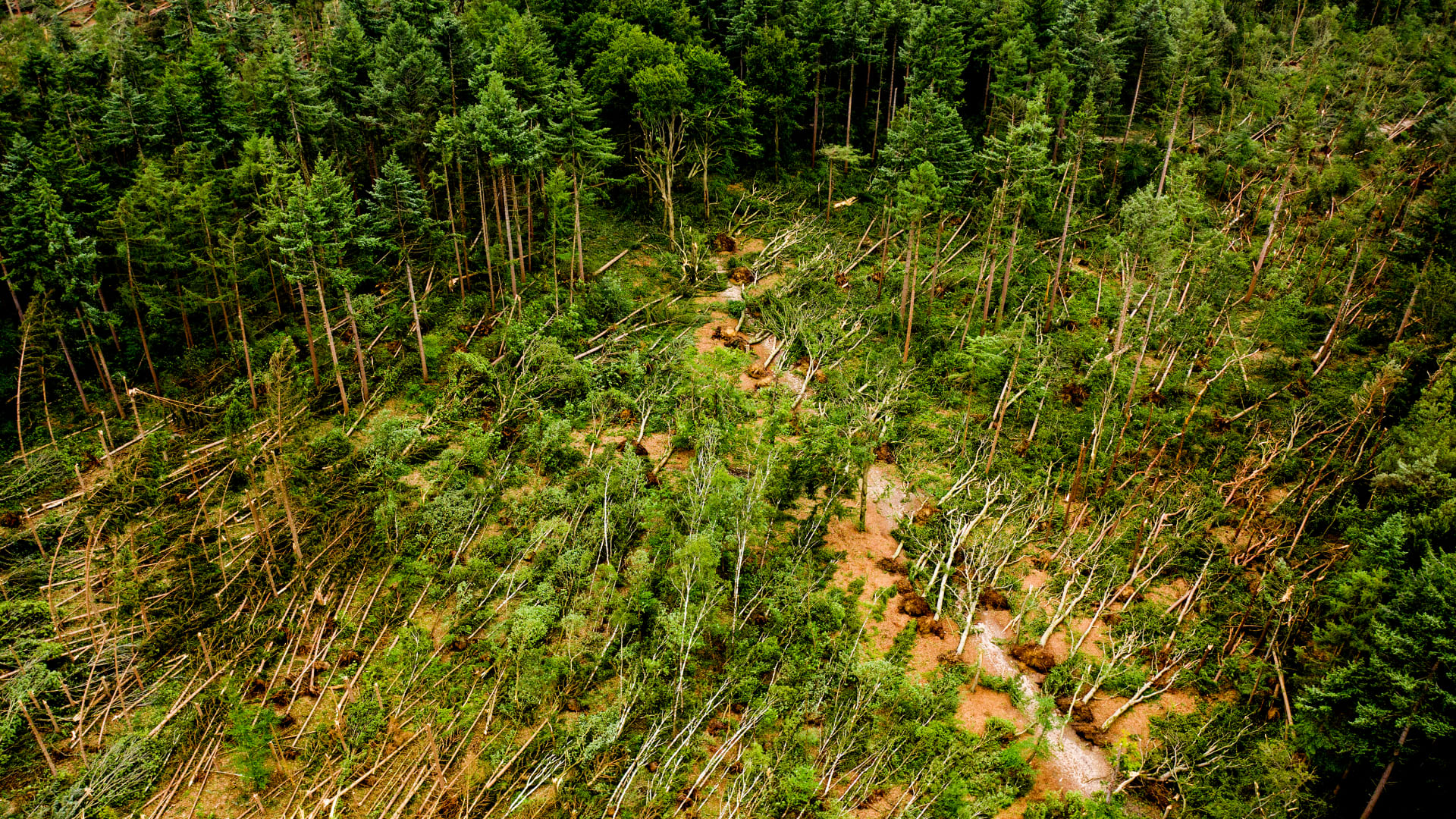 350 hectare bosgebied bij Leersum weer open voor wandelaars en fietsers
