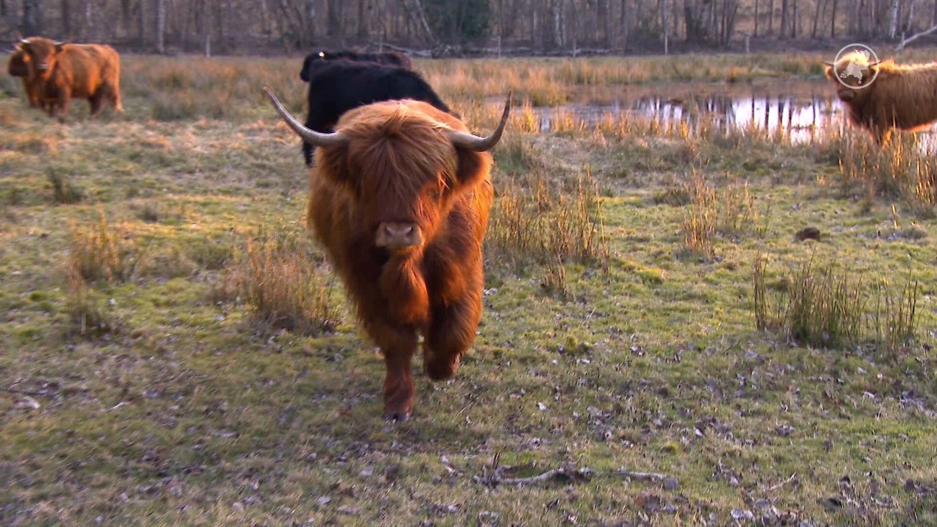 Wandelaars aangevallen door Schotse Hooglanders in Drenthe: ‘Kwijl vloog in het rond’