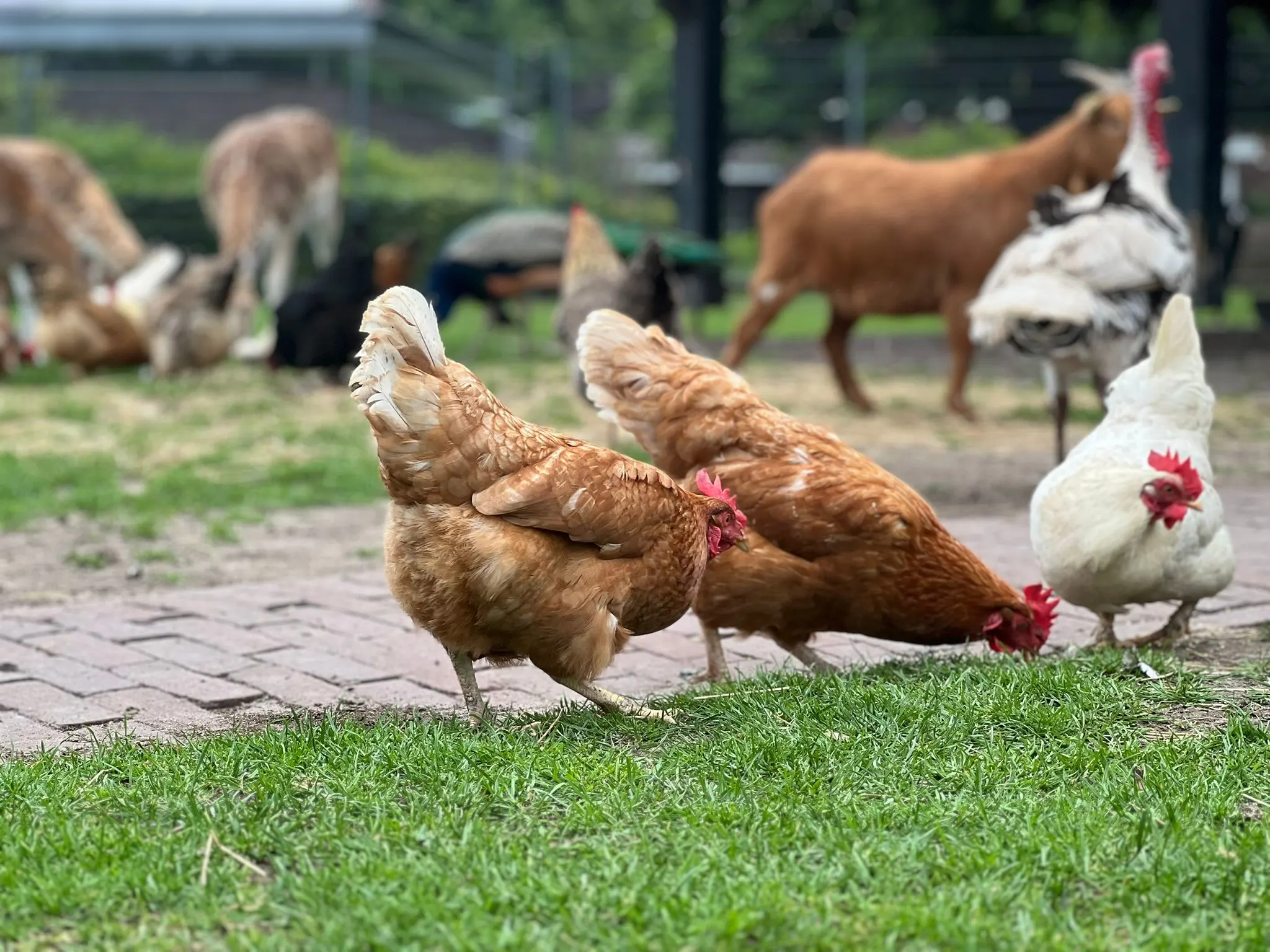 Vogelgriep ontdekt op kinderboerderij in Alphen aan den Rijn