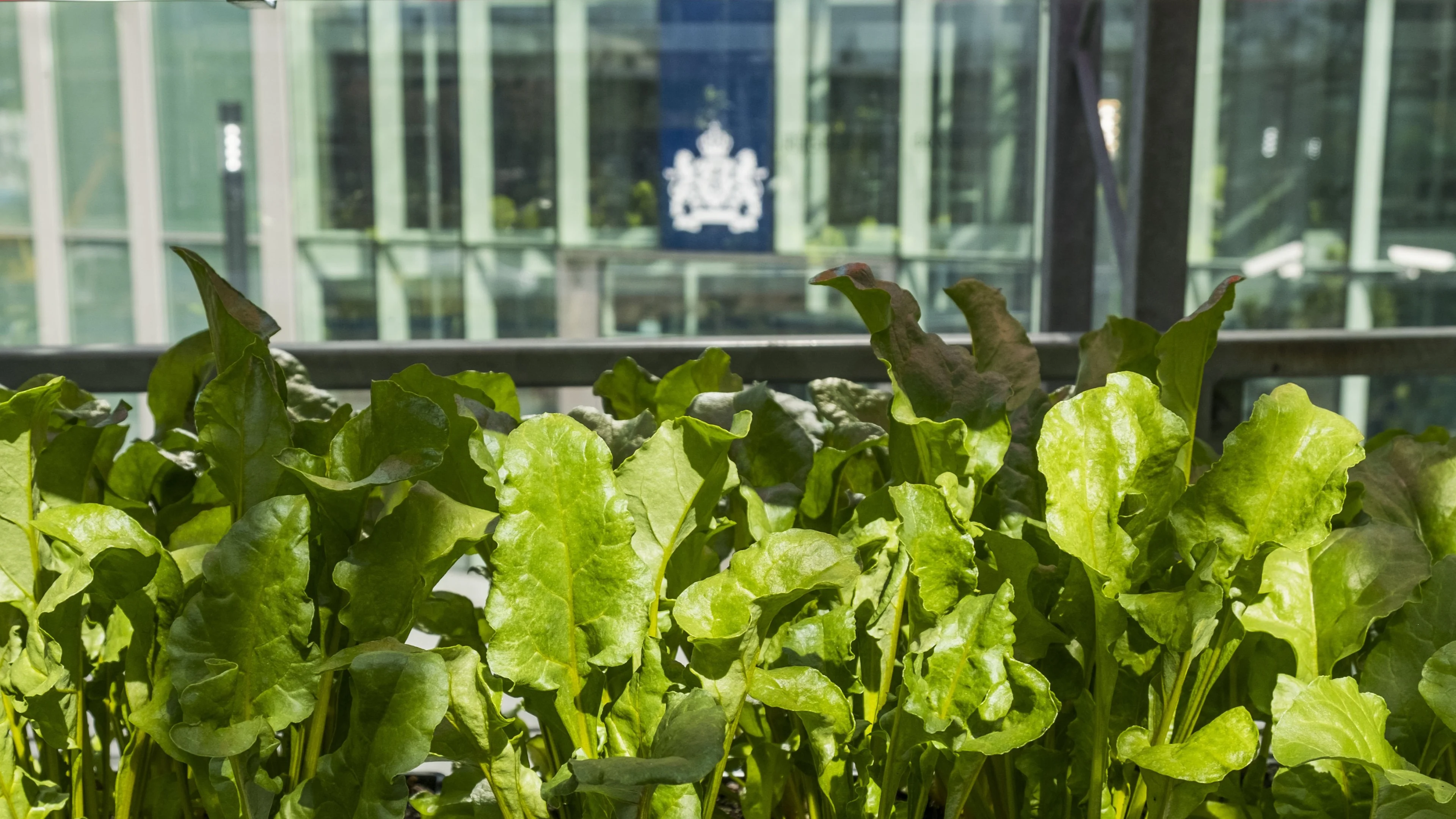 RIVM waarschuwt voor levensgevaarlijke kruiden, drie mensen overleden in Nederland