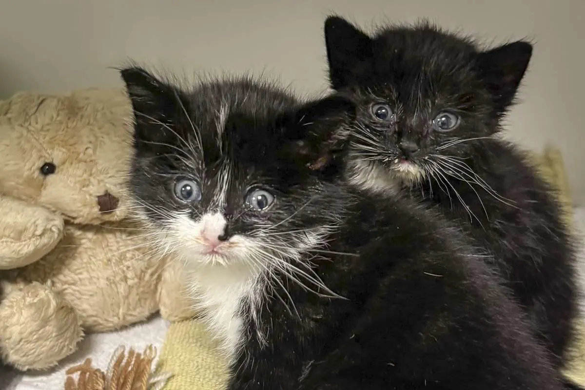 Dierenambulance Den Haag redt 3 verzwakte kittens, nog maar 1 vechtertje over 