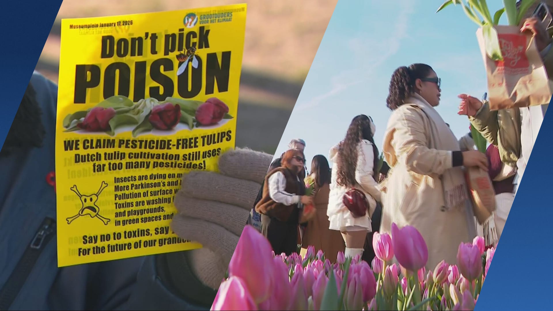 Feest maar ook felle kritiek tijdens Nationale Tulpendag: ‘Tulpensector is vervuilend’