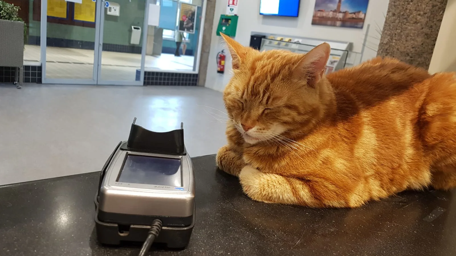 Standbeeld 'stationskat' Sunny gesloopt: 'Ik heb er wel een traantje om gelaten'