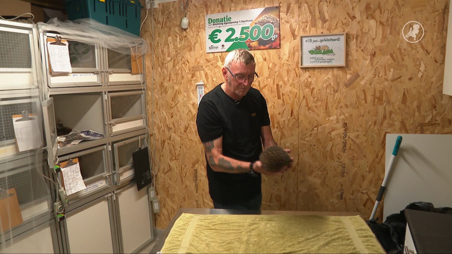 Robotmaaiers zijn levensgevaarlijk voor egels: opvang ziet steeds vaker slachtoffertjes