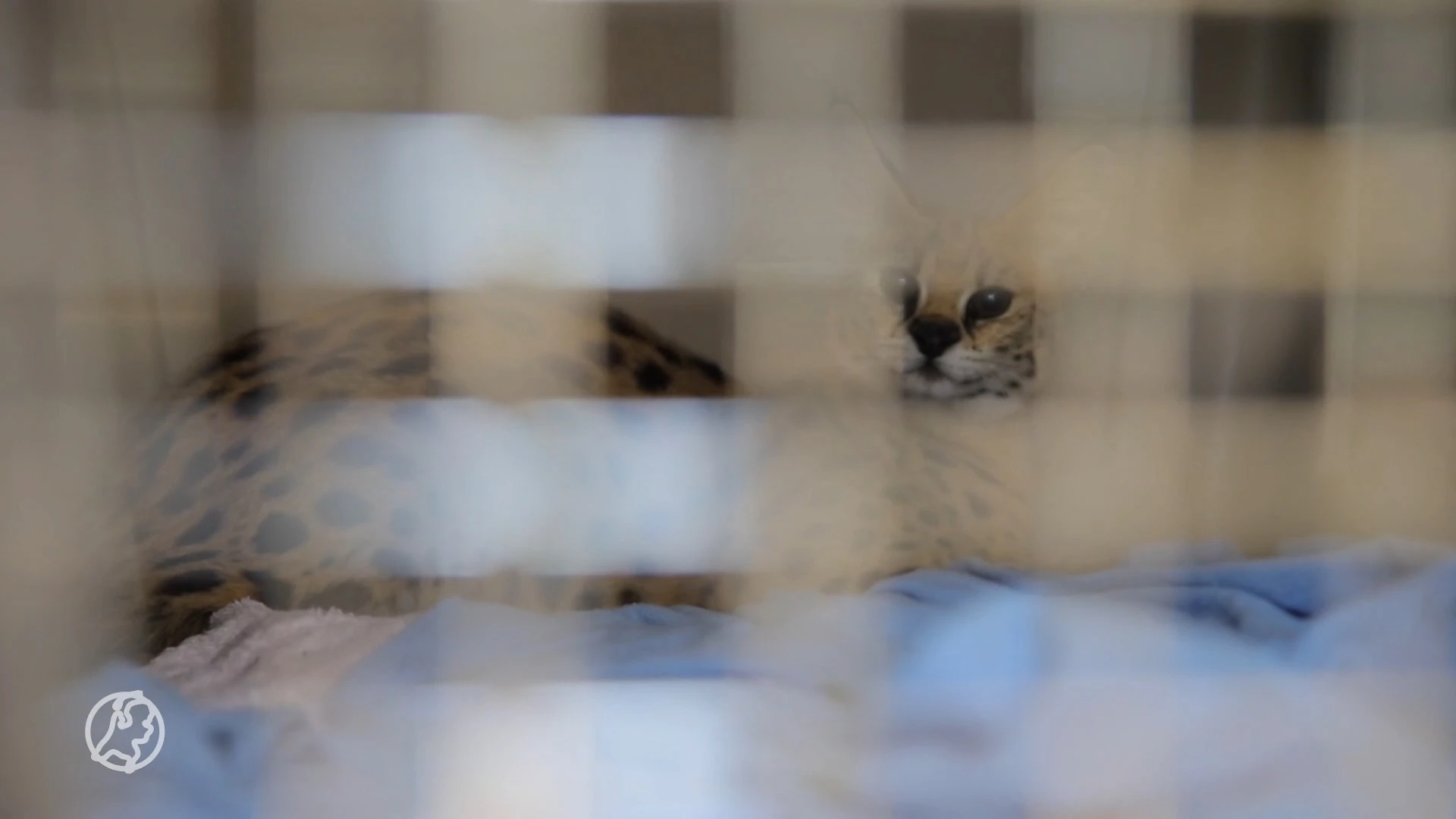 Ontsnapte serval wordt tóch niet afgemaakt, mag naar de dierentuin