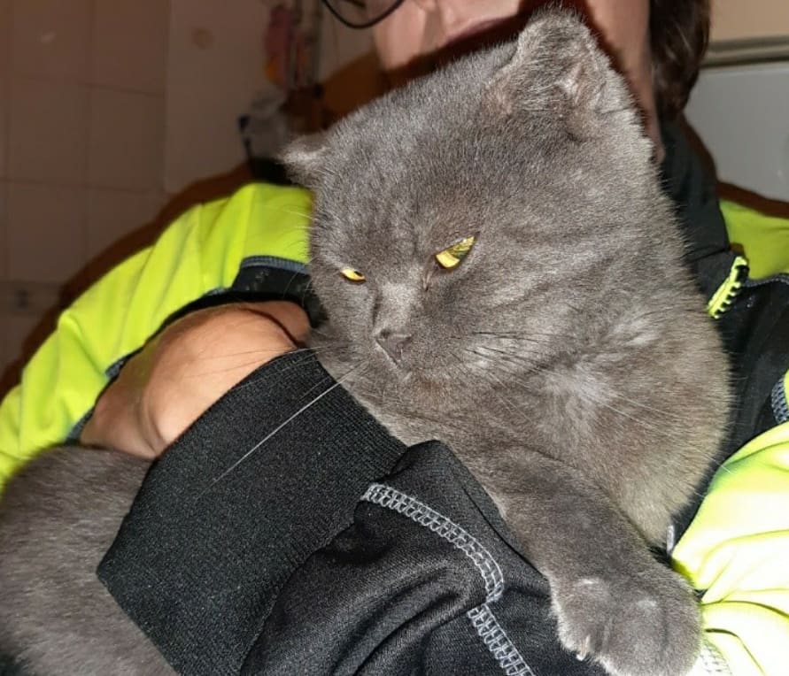 Kat in Middelburg gedumpt met briefje in halsband: 'Mijn baas wil me niet meer'