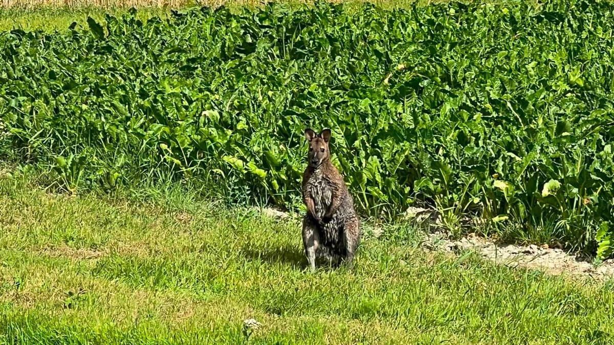 Loslopende wallaby in Middenmeer: van wie is deze kleine kangoeroe?