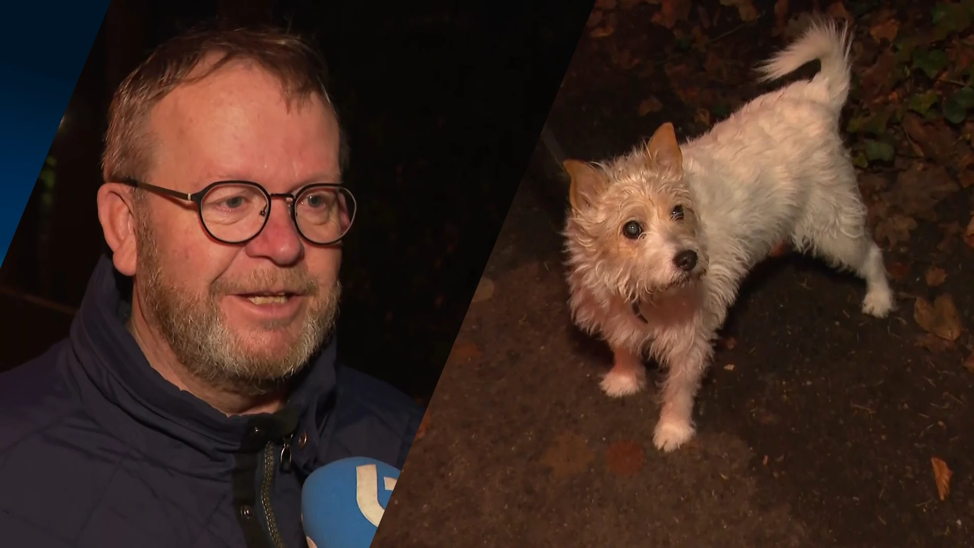 Hondenbezitters opgelucht dat jaarwisseling achter de rug is