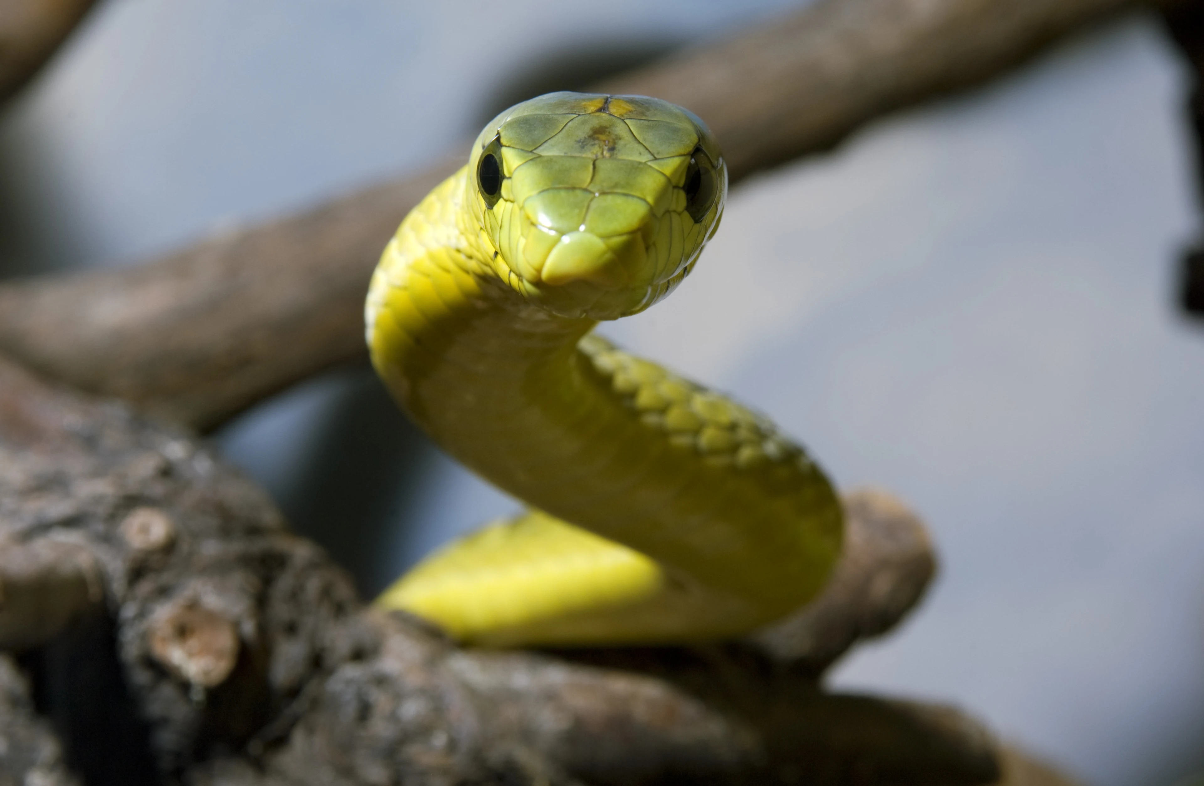 Groene mamba los in Tilburg: wat doe je als je een giftige slang ziet? 