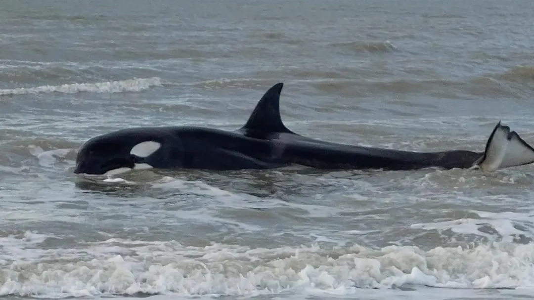Levende orka spoelt aan op strand bij Cadzand, hulpactie geen succes