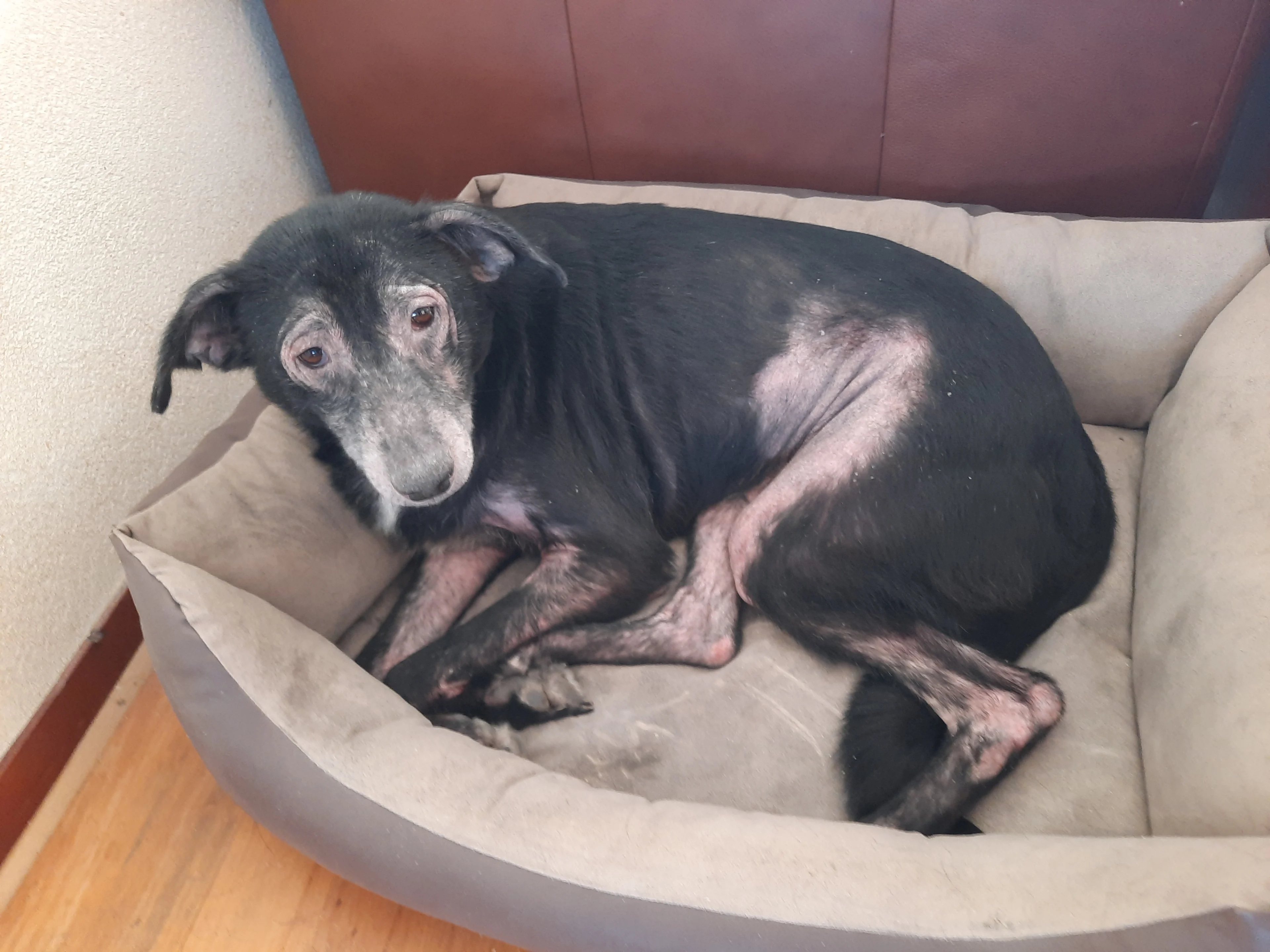 Baasje weigert maandenlang behandeling voor hond met ernstige huidallergie, viervoeter weggehaald