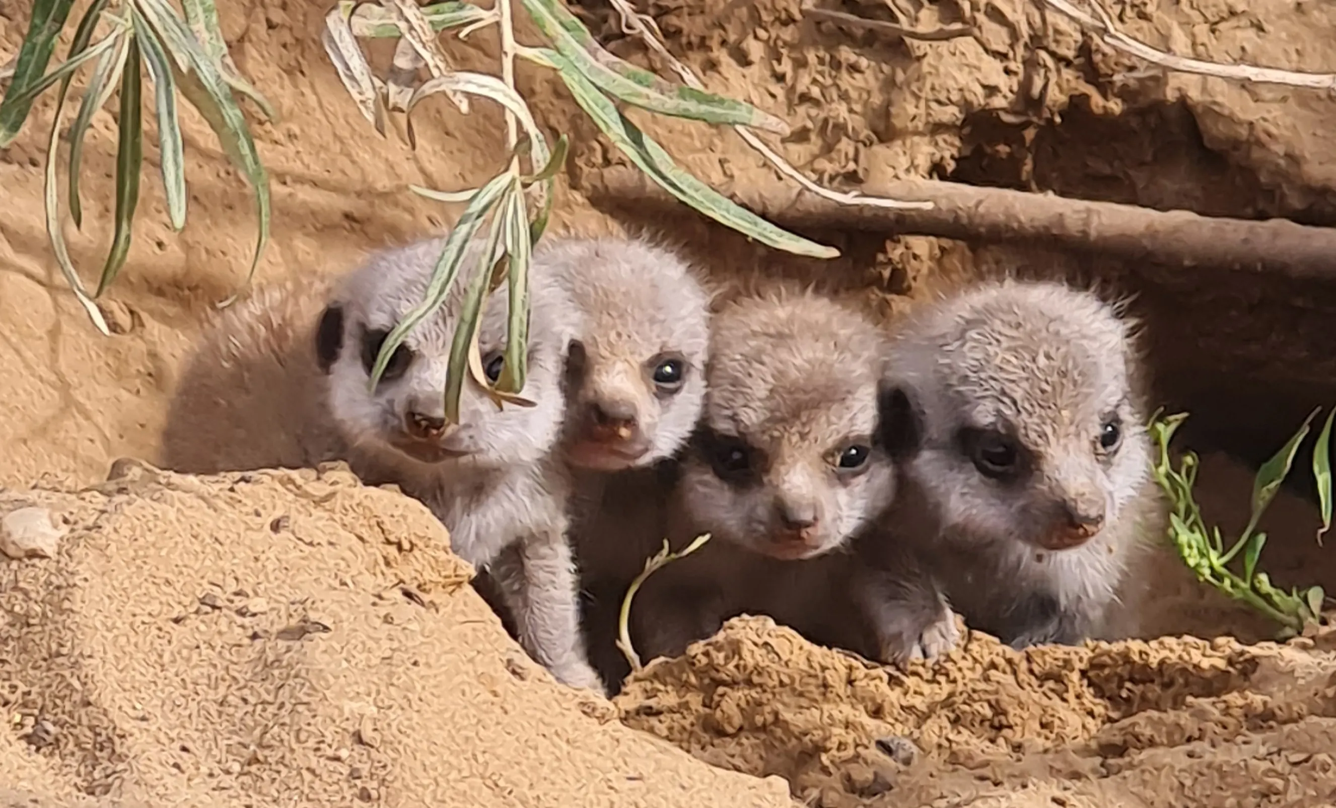 Zó schattig: vier stokstaartjes geboren in ZooParc Overloon