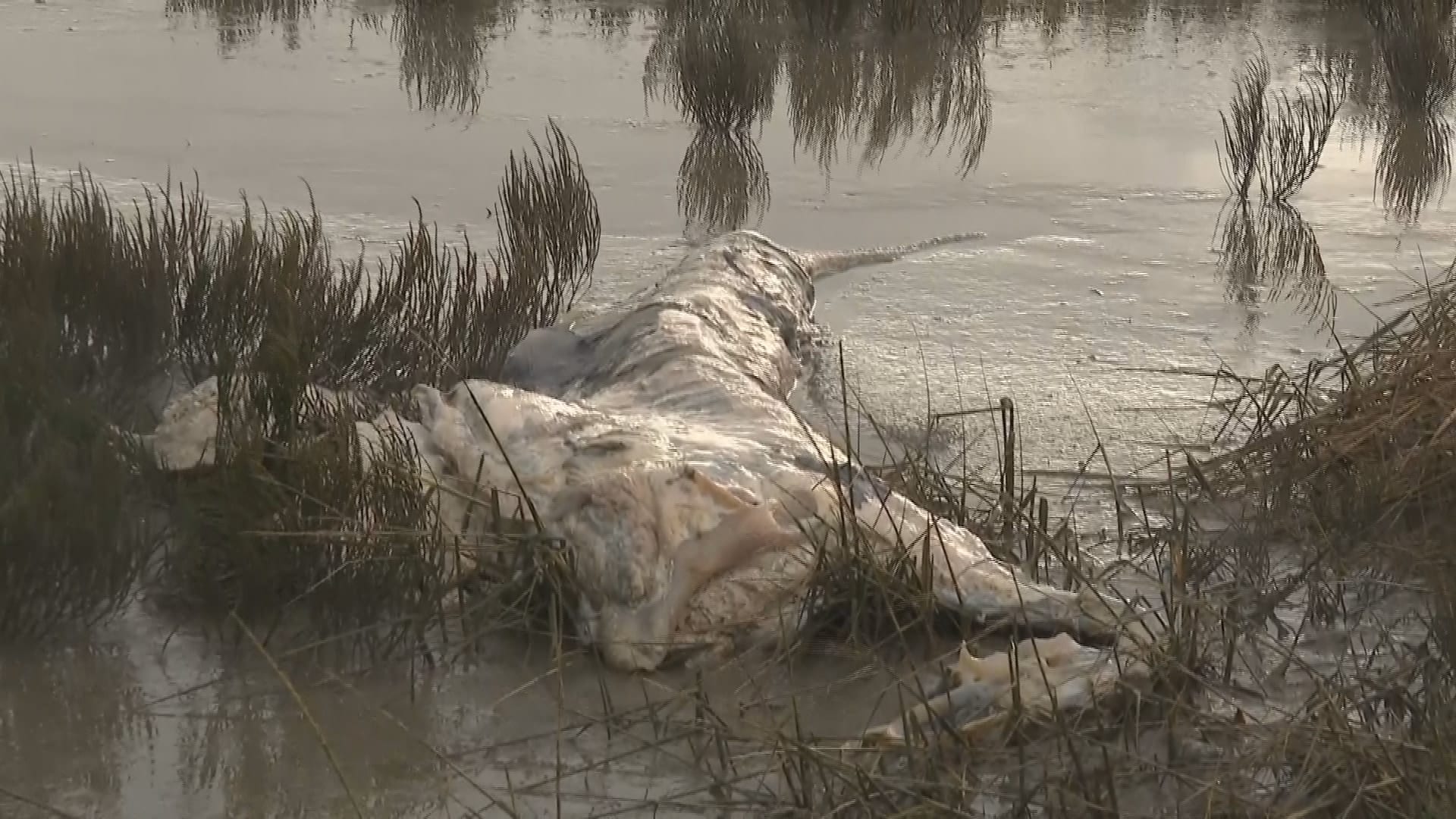 Weer reuzenhaai aangespoeld in Zeeland: 'Het is een beetje als Jaws in je achtertuin'