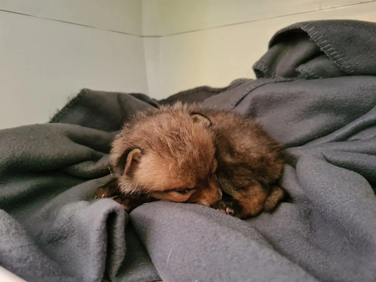 Vrouw en haar hond redden piepjong vosje uit het water