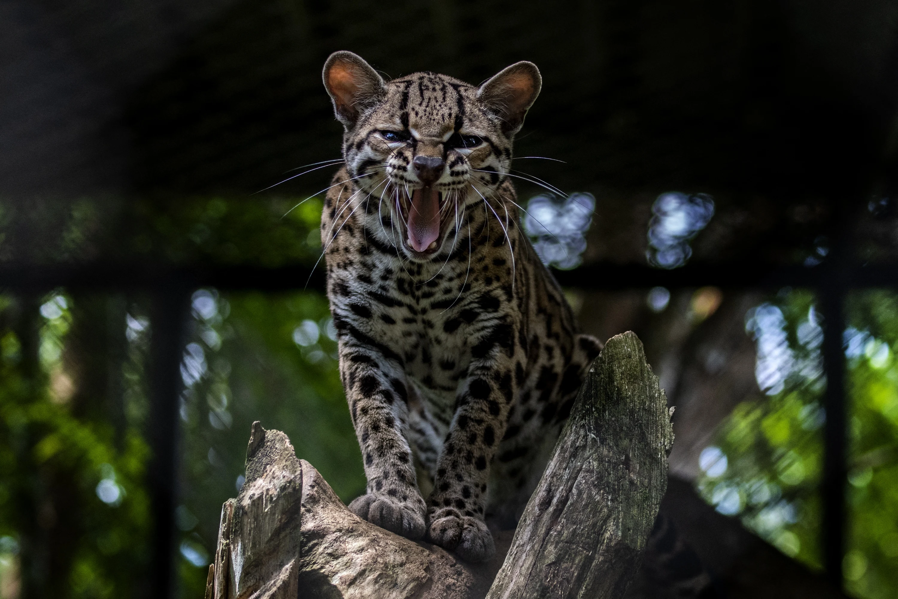 Man krijgt boete voor aanbieden 'kattenjas' op Marktplaats