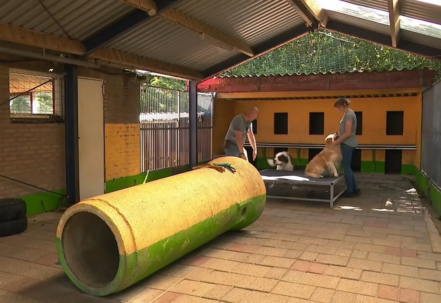 Dierenpensions in nood door coronacrisis: 'Binnenkort staan we op straat'