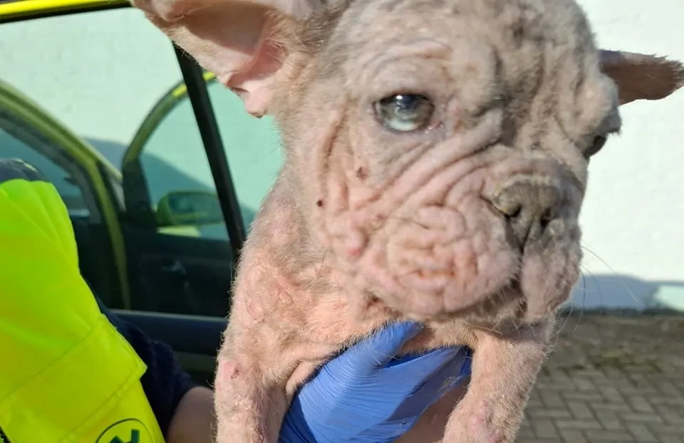 Vier Franse bulldog-puppy's gedumpt in Venlo: 'Zijn er slecht aan toe'